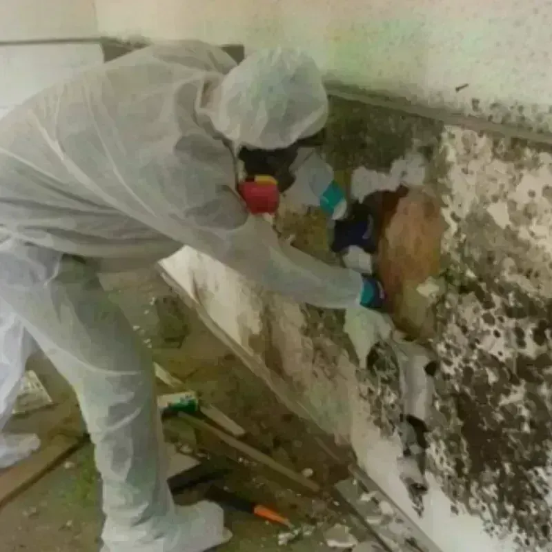 Mold Remediation and Removal in Marianna, AR